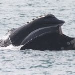 Noaa Rightwhale Baleen Georgiadnr Permit15488