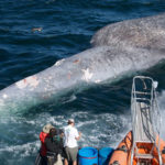 Researchers examine a blue whale