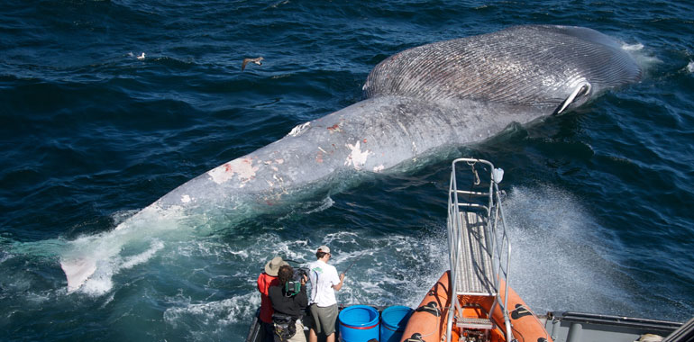 New technology aims to help mariners save the whales