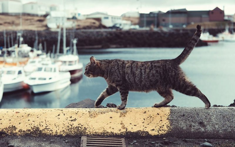 No kitten: Time again to welcome cats aboard merchant ships