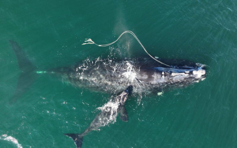 NOAA proposes new vessel speed rules to protect right whales