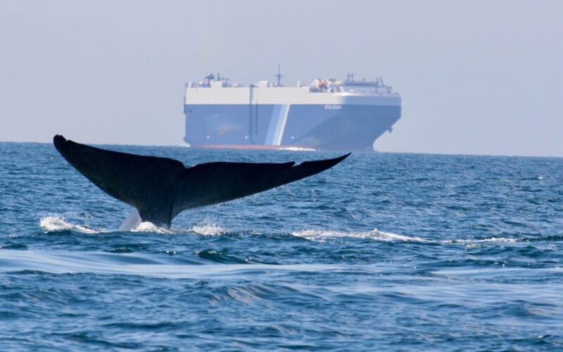 Shippers hailed for reducing speed to protect whales