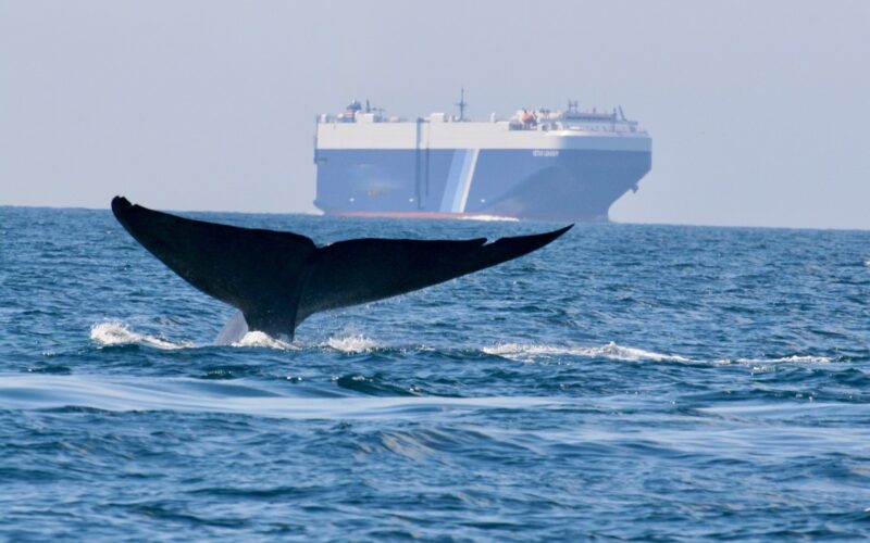 33 shippers hailed for slowing to reduce whale strikes